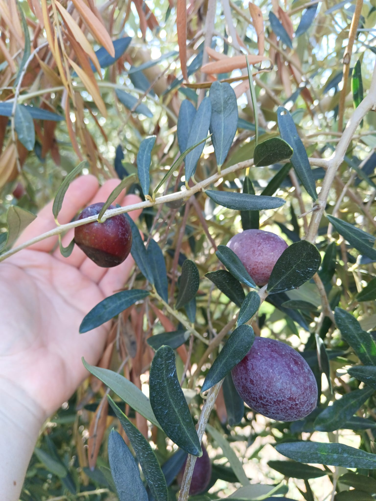 (MOBDOK-2023) asistent Ivan Dlačić završio studijski boravak na znanstvenom institutu u Solunu